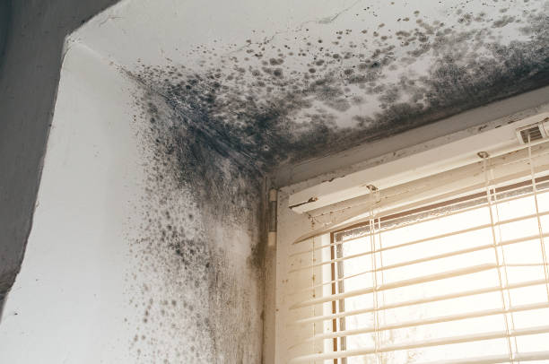 Affordable Mold Cleanup solutions in Mountville, PA